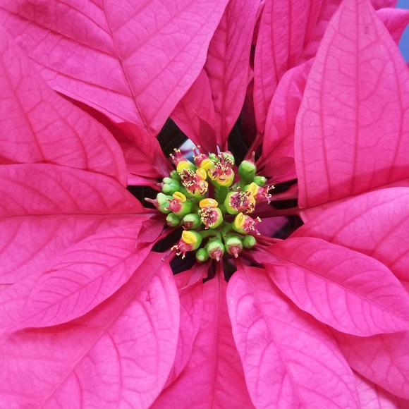 Meet your Posher, Cassandra - Picture 1 of 1